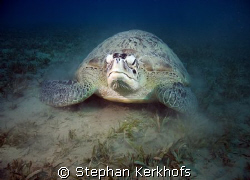green turtle (chelonia mydas) taken at Na'ama Bay. by Stephan Kerkhofs 